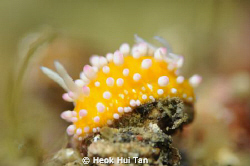 "Spongecake" nudibranch, photographed at Lembeh Straits, ... by Heok Hui Tan 